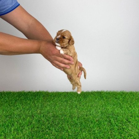Cavalier King Charles Spániel