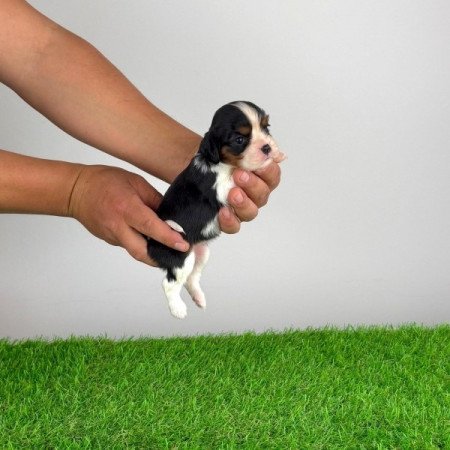 Cavalier King Charles Spániel