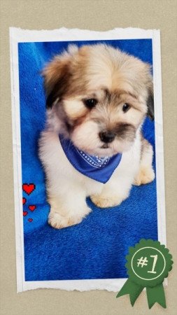 Bichon havanese