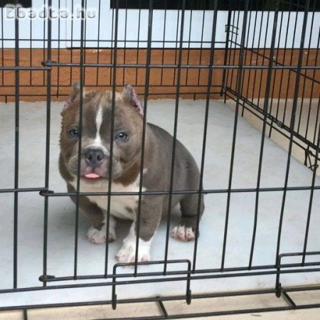 American bull dogs for sale