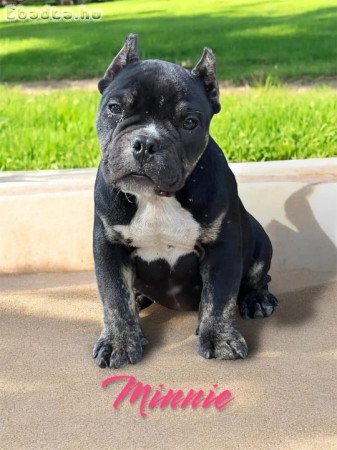 American bull dogs for sale
