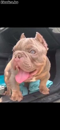 American bull dogs for sale