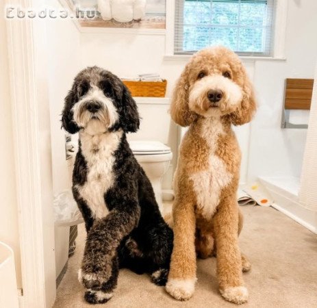 Mini and standard size poodle 🐩 for sale
