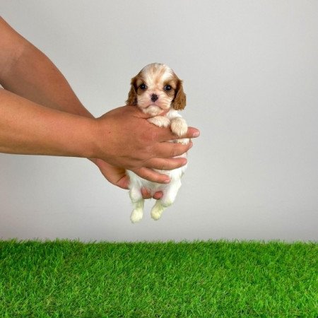 Cavalier King Charles Spániel