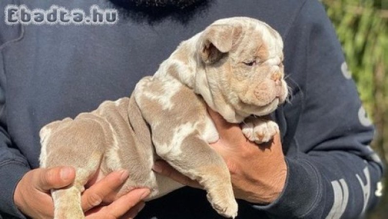 English  bull dogs for sale