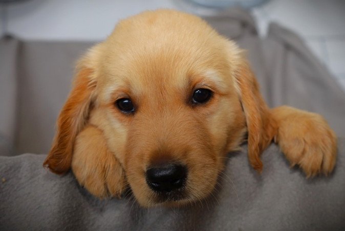 Golden Retriever