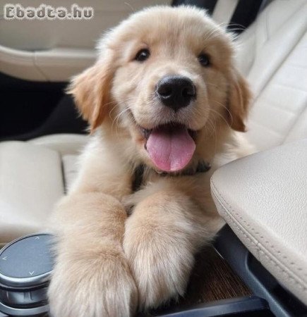 Golden Retriever puppies ready for adoption