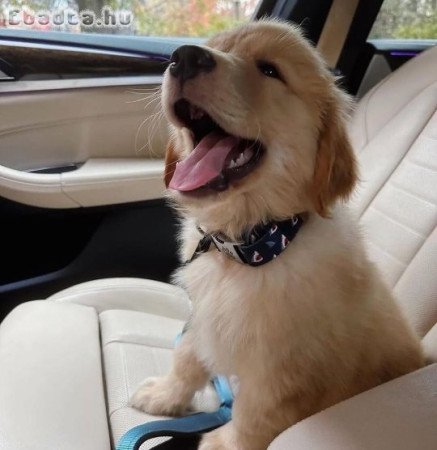 Golden Retriever puppies ready for adoption
