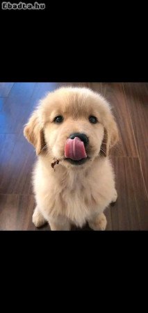 Golden Retriever puppies ready for adoption