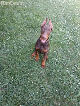 Dobermann kiskutya eladó