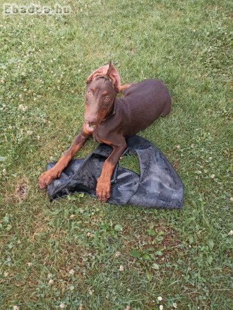 Dobermann kiskutya eladó