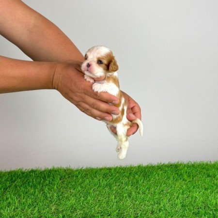 Cavalier King Charles Spániel