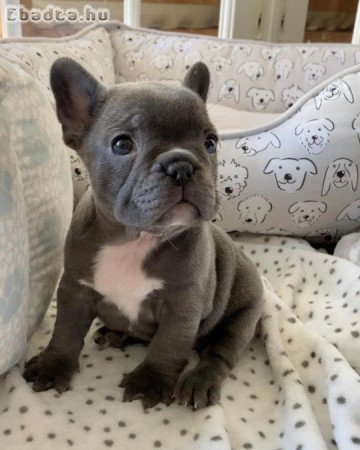 French bull dog for sale or adoption