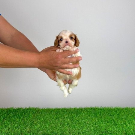 Cavalier King Charles Spániel