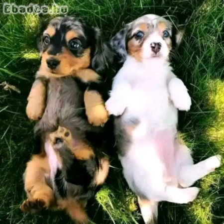 Dachshund Dachshund Dachshund