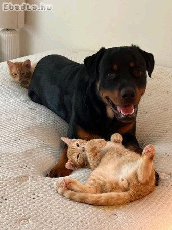 Rottweiler kölykök eladók