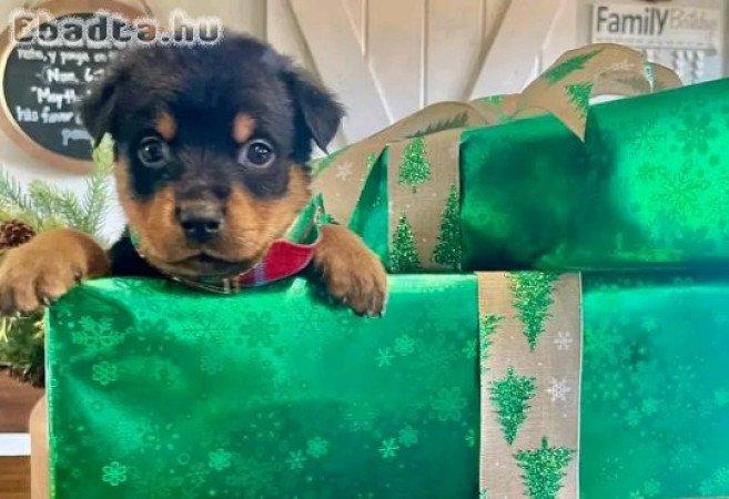 Rottweiler kölykök eladók