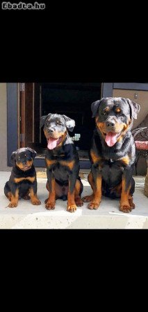 Rottweiler kölykök eladók