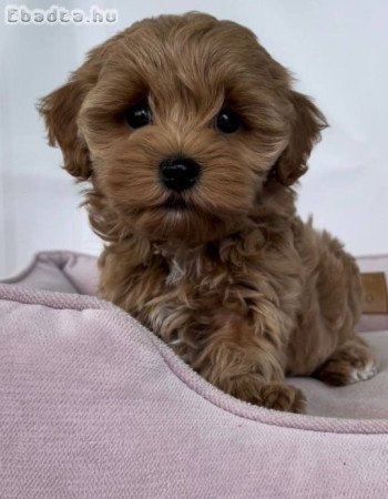 Mini and toy size poodle 🐩 😍 for sale