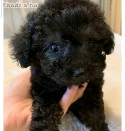 Mini and toy size poodle 🐩 😍 for sale