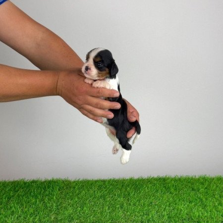 Cavalier King Charles Spániel