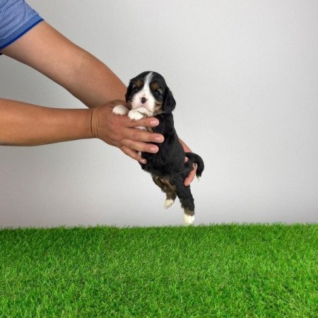 Cavalier King Charles Spániel