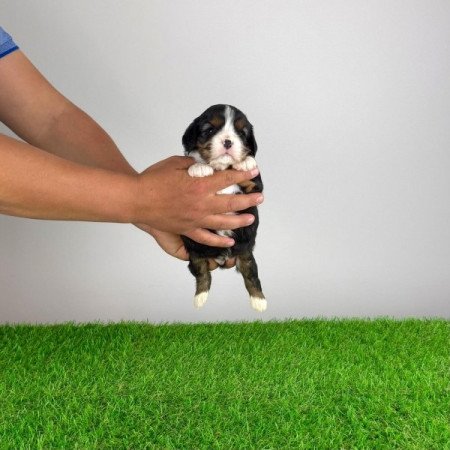 Cavalier King Charles Spániel