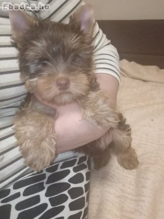 Yorkshire terrier jellegű fiú