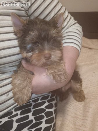 Yorkshire terrier jellegű fiú