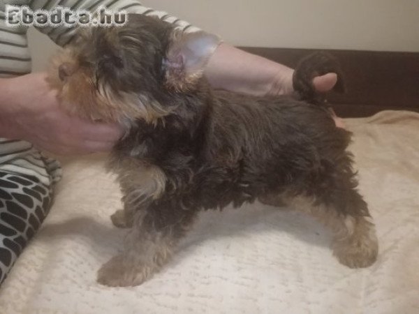Yorkshire terrier jellegű fiú