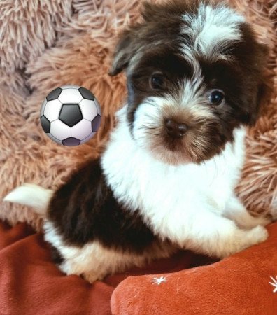 Bichon havanese