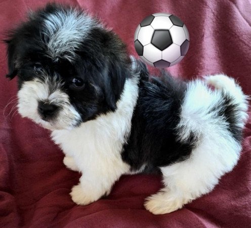 Bichon havanese