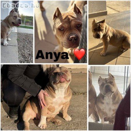 American bully eladó 🐶🐾