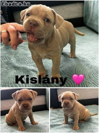 American bully eladó 🐶🐾
