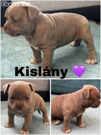 American bully eladó 🐶🐾