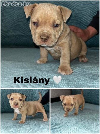 American bully eladó 🐶🐾