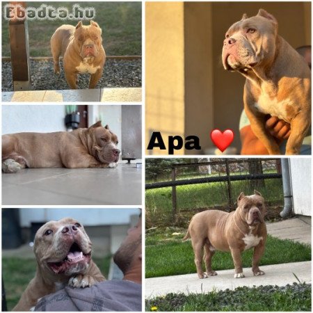 Eladó american bully