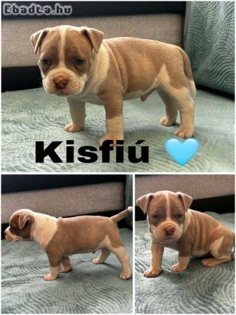 Eladó american bully
