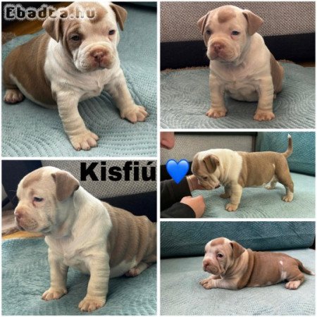 Eladó american bully
