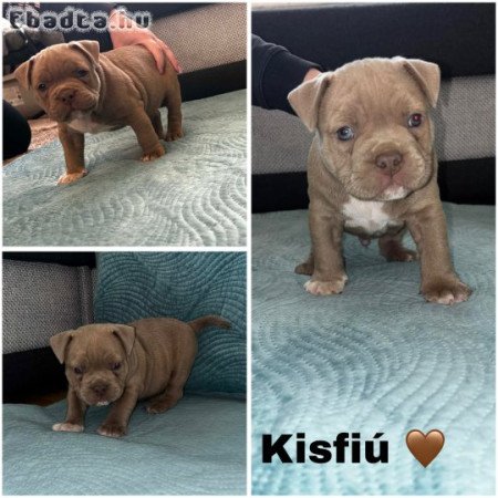 Eladó american bully