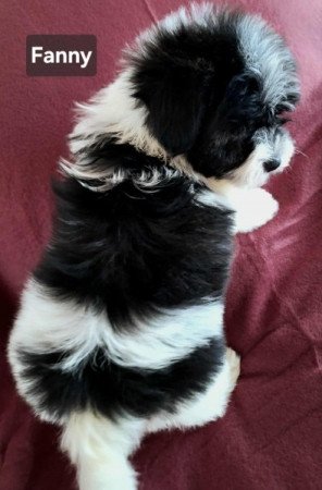 Bichon havanese