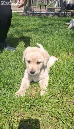 Labrador kiskutyák