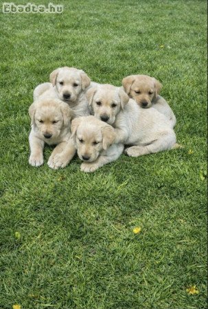 Labrador kiskutyák