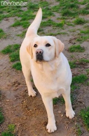 Labrador kiskutyák