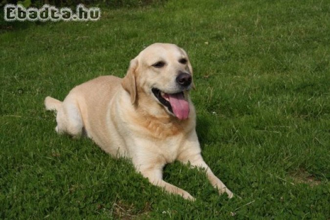Labrador kiskutyák
