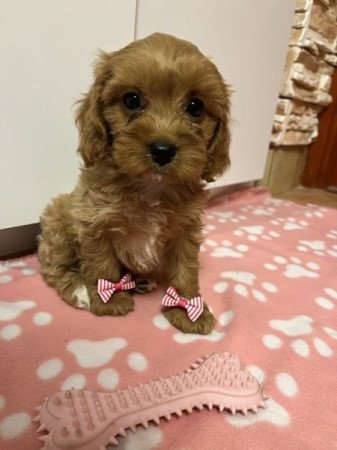 Cavapoo Cavalier x Uszkár