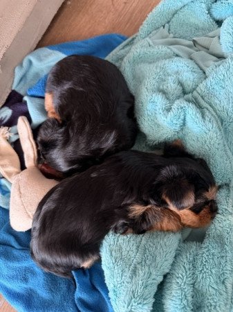 Yorkshire terrier