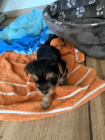 Yorkshire terrier