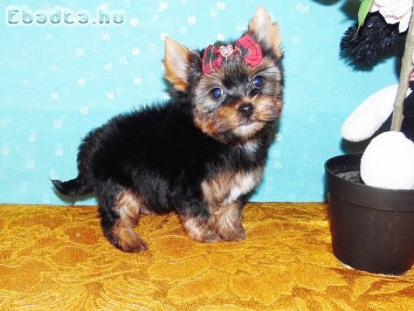 Mini, törzskönyves Yorki, Yorkshire terrier