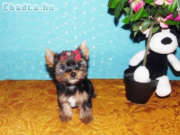 Mini, törzskönyves Yorki, Yorkshire terrier